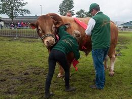 Denne scenevante tyr nåede som en af de få at få bånd på inde i ringen ved den hektiske konkurrence