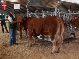 Sidst på eftermiddagen blev der linet op til limousineauktionen i hal Q