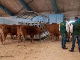 Dyr og hjælpere er klar til at auktionen kan begynde