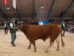 Første dyr i ringen er den kødfulde tyr Østergaard Loggi P.