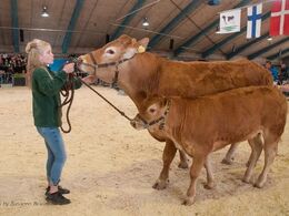 Derefter koen Randers Juliane med kalv