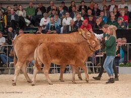 Koen Gandrup Josephine med kalv flot præsenteret