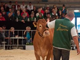 Kvien Lindegaarden Lolly gjorde også en god figur