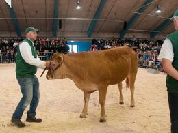 Randers Licette var næstsidst af de i alt fire kvier