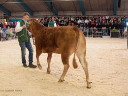 Kvien Halvæble Lykke var det sidste dyr i ringen