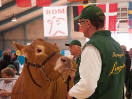 Denne rolige kvie var med i hal Q som hyggespreder