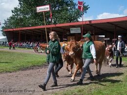Interbreed i den store ring lørdag – limousine-fanen holdes højt