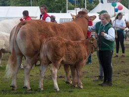 Limousinerne gjorde god figur i Interbreed-konkurrencen lørdag. Koen her blev nummer tre i konkurrencen for hundyr.