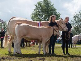 Denne flotte Blonde Aquitaine ko vandt Interbreed for hundyr