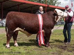 Denne unge Hereford tyr vandt Interbreed for handyr