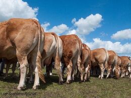 Limousiner i venteposition – skudt fra en alternativ vinkel