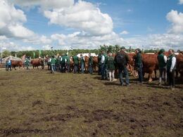 Så blev det limousinernes tur til at blive råbt op