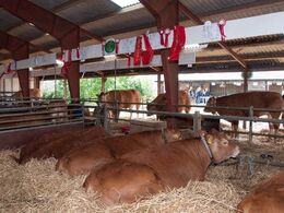 Limousinerne er vurderet, rosetter og bånd er fordelt. Der er konkurreret, diskuteret og hygget. Tak for et dejligt Landsskuet 2016