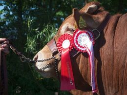 Landsskuet – det handler om rosetter, bånd og præmier