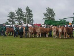 Limousiner og trækkere venter på deres tur i ringen