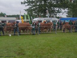 Livlig trafik af dyr og trækkere på vej til bedømmelse