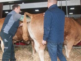 Mange gøremål omkring dyrene, foruden vask og klovpleje kan der også være brug for inseminør