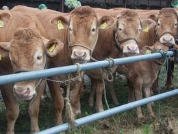 Så er det tid for afkomsfremstilling ved bommene – er det nu vi skal stå pænt?