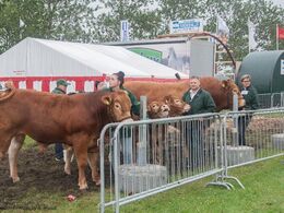 Fredag eftermiddag skal ærespræmierne fordeles – holdvindere venter på konkurrencen ved de nye bomme i den lille kødkvægsring