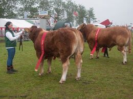 Først handyrene – se alle bånd- og ærespræmievinderdyr i særskilt galleri