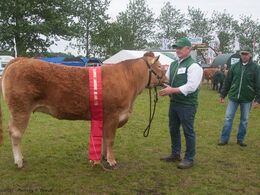 Dernæst hundyrene – se alle bånd- og ærespræmievinderdyr i særskilt galleri