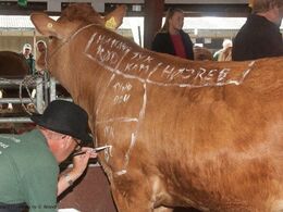Slagter Jens Janniche kom forbi limousinestalden og lavede ’bodypaint’ på en kvie