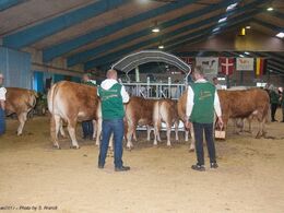 Fredag eftermiddag stod den på avlsdyrauktion i hal Q – auktionsdyrene står klar i kulissen