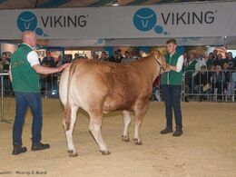 Katalog nr. 1, var kvien Birkely Lisette, som blev solgt for 18.000,-