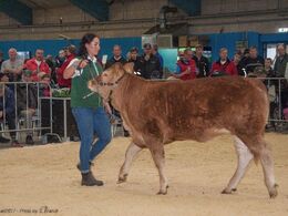 Katalog nr. 2, var Jokeren Ny Toftum Marian, som blev solgt for 17.000,-