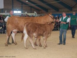 Katalog nr. 3, var koen Flower med kalven Lindegaard Molly, som blev solgt for 30.000