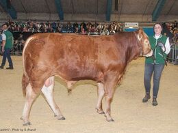 Katalog nr. 5. var tyren Risvang Mario PP, som blev solgt for 28.000,-