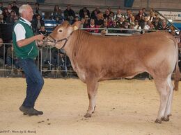 Katalog nr. 6, var kvien Birkely Lupin, men den opnåede desværre ikke hammerslag