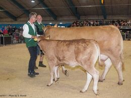 Katalog nr. 7, var koen Doverodde Ilisa med kalven Ny Toftum Mette, som blev solgt for 34.000,-