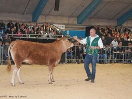 Katalog nr. 9, var Jokeren Sønderlunds Maggie, som blev solgt for 22.000,-