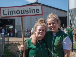 Fuldblods limousinepiger hygger før Interbreed lørdag