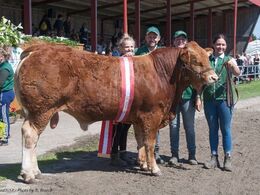 Limousinetyren Bøgely Mister vinder handyrskonkurrencen