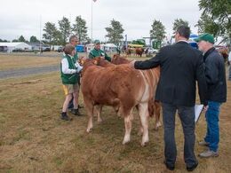 Først bedømmes de små limousine tyre