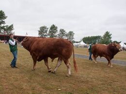 Efterfulgt af de helt tunge drenge