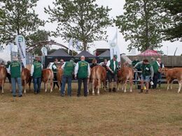 De små kvier venter ved bommen på deres tur, mens de friseres en sidste gang