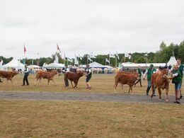 Der er liv i manegen når de unge kvier er på banen