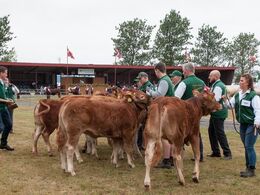 Det er ikke nogen helt let sag at få de små ind på række
