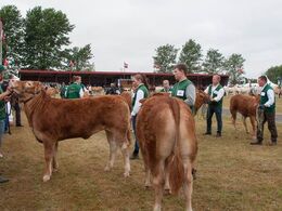 Også de næstyngste kvier kræver dygtige trækkere