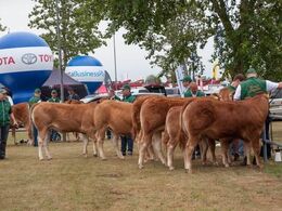 Flere limousiner og trækkere i venteposition i hjørnet af den store ring