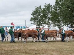 Retur til staldene i en vis fart efter bedømmelsen