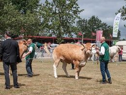 Nu gælder det de store kvier. Denne her glemte at 