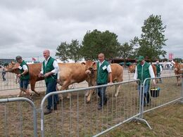 De store kvier returnerer til stalden