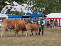 Så er det køernes tur - denne store ko med tvillingekalve ved siden fik stor opmærksomhed
