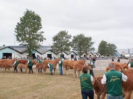 Udsnit af de i alt 10 køer over 5 år med kalv ved siden