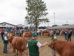 Nyt udsnit af de 10 køer over 5 år med kalv ved siden