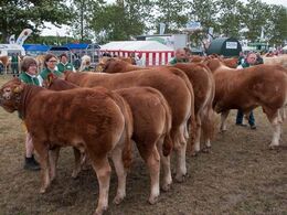 Blandt disse fem skal bedste yngre tyr findes